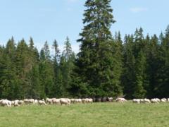 Die Natur und Schafe weiden