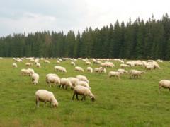 Schafe weiden