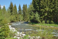 Blick auf einen Bach in der Hohen Tatra